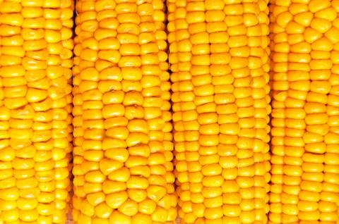 Corn background Stock Photos