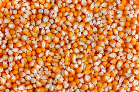 Corn background Stock Photos