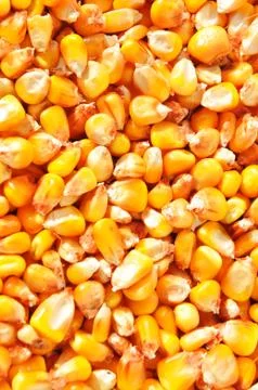 Corn background Foto stock