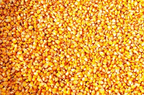 Corn background Stock Photos