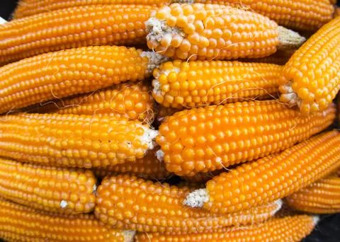 Corn background Stock Photos