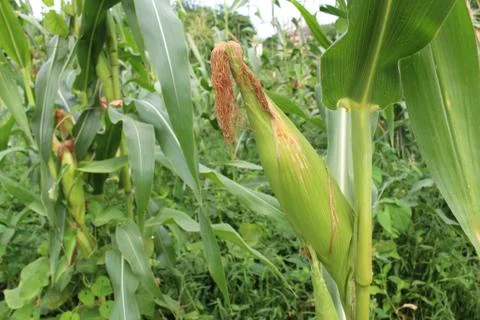 Corn background Foto stock