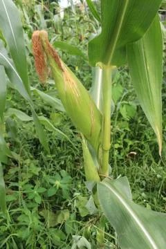 Corn background Stock Photos
