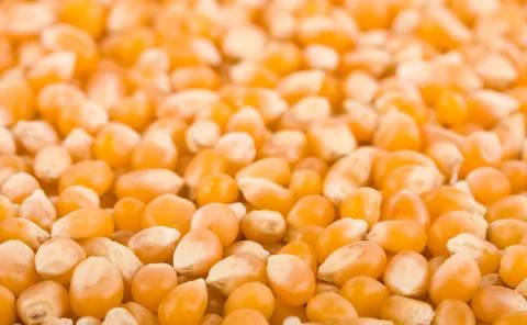Corn background Stock Photos