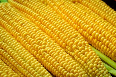 Corn background Stock Photos