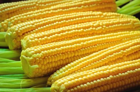 Corn background Stock Photos