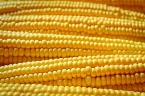 Corn background Stock Photos