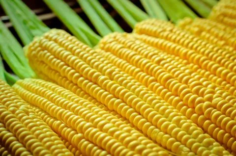 Corn background Stock Photos
