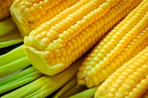 Corn background Stock Photos