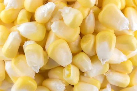 Corn background Stock Photos