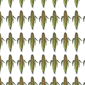 Corn background seamless pattern. Vintage background. Vector Stock Illustration