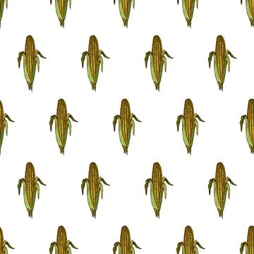 Corn background seamless pattern. Vintage background. Vector Stock Illustration