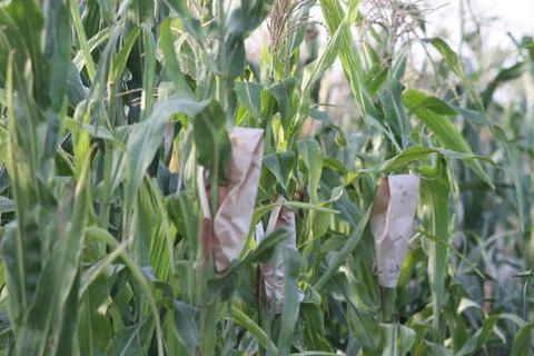 Corn Bagging Experiment Stock Photos