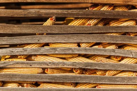 Corn in the barn Stock Photos