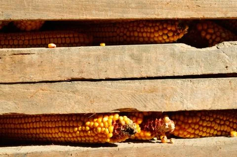 Corn barn Stock Photos