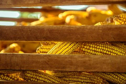 Corn in the Barn Stock Photos