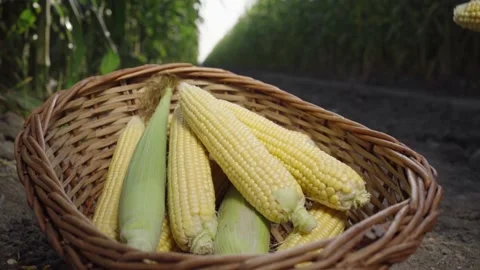 Corn in a basket against the background of a corn field Stock Footage 142161378