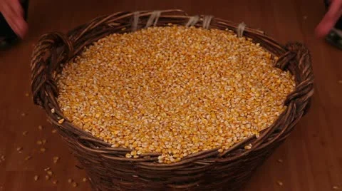 Corn in the basket Stock Footage 20615885