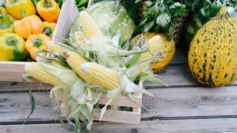 Corn basket Stock Footage 125250750