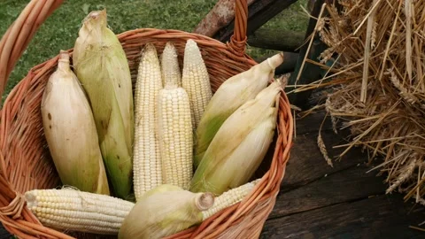 Corn Basket Видео 165195571