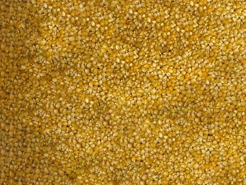 Corn beans background. Food background. corn grain. corn seed Stock Photos