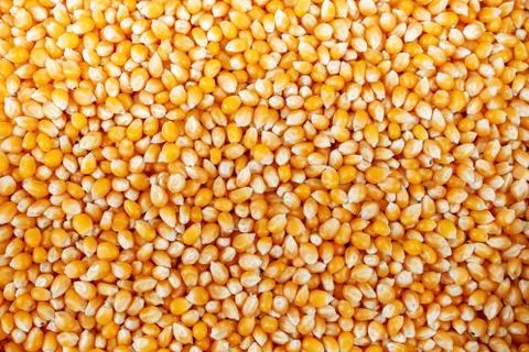 Corn beans, background Stock Photos