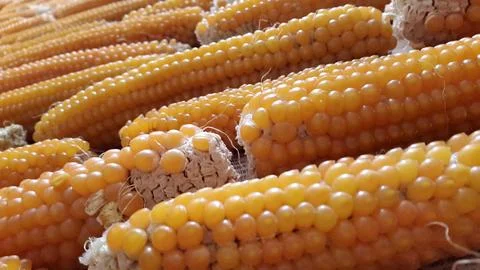 Corn. Beautiful Ripe yellow corn. Natural organic concept. Corn crop Stock Photos