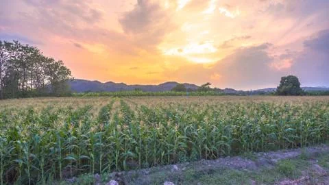 Corn begins to flower in corn fields. Stock Photos