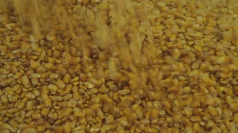 Corn being dumpped from harvester Stock Footage 57958095
