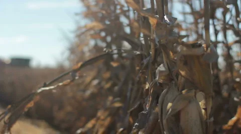 Corn being harvested Stock Footage 1062183