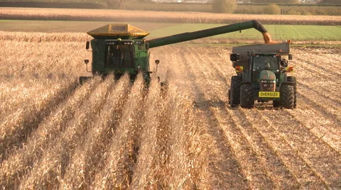 Corn being harvested Stock Footage 5091498
