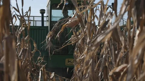 Corn being harvested with machine Stock Footage 246138929