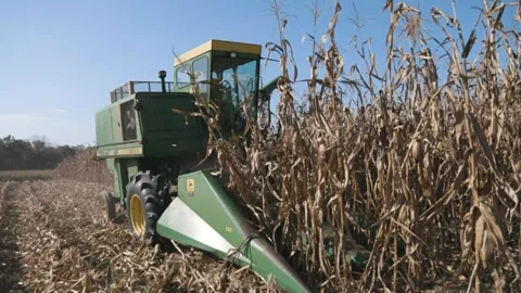 Corn being harvested by machine Stock Footage 246138933