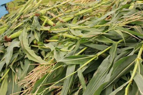 Corn Being Harvested Stock Photos
