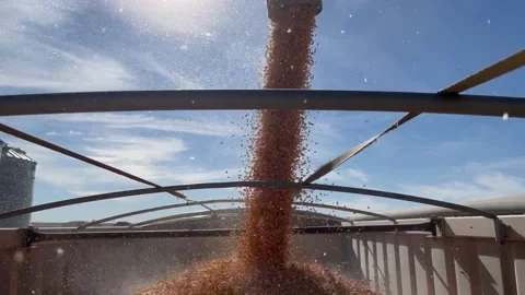Corn being loaded for market Stock Footage 195571843
