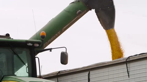 Corn being out in simi-trailer Video stock 234333306