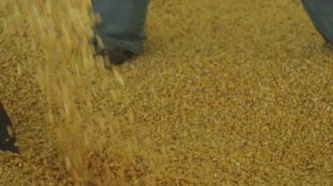 CORN BEING SHOVEL Stock Footage 56556100