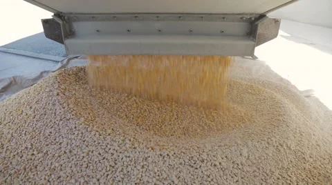 Corn being unloaded into a distillery for fermenting and making bourbon whiskey Stock Footage 59522579