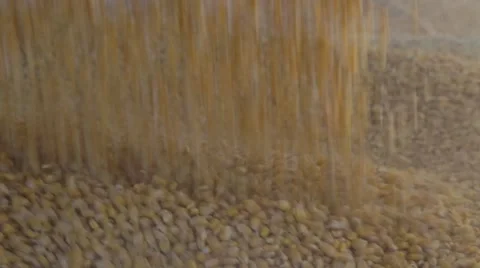 Corn being unloaded into a distillery for fermenting and making bourbon whiskey Stock Footage 59522595