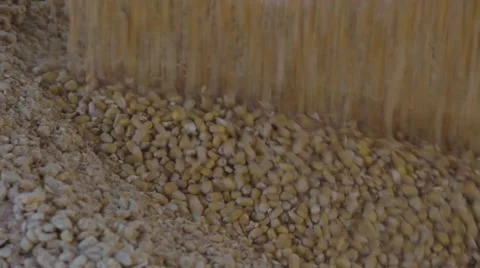 Corn being unloaded into a distillery for fermenting and making bourbon whiskey Stock Footage 59522613