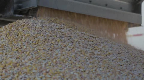 Corn being unloaded into a distillery for fermenting and making bourbon whiskey Stock Footage 59522693