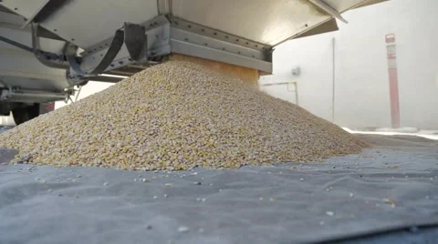 Corn being unloaded into a distillery for fermenting and making bourbon whiskey Stock Footage 59522703