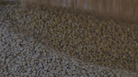 Corn being unloaded into a distillery for fermenting and making bourbon whiskey Stock Footage 59522775
