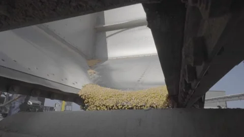 Corn being unloaded into a distillery for fermenting and making bourbon whiskey Stock Footage 240028167