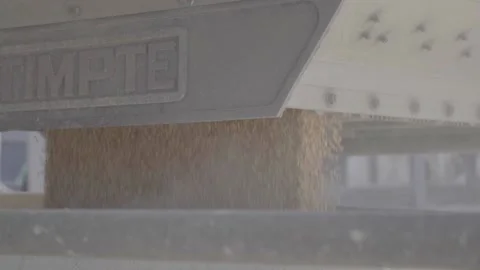 Corn being unloaded into a distillery for fermenting and making bourbon whiskey Stock Footage 240028169