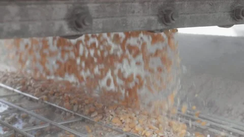 Corn being unloaded into a distillery for fermenting and making bourbon whiskey Stock Footage 240028196