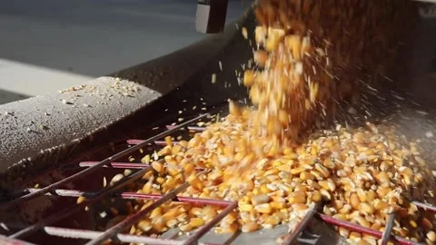 Corn being unloaded into a distillery for fermenting and making bourbon whiskey Stock Footage 240028237