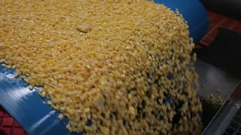 Corn belt to fray Video stock 10917202
