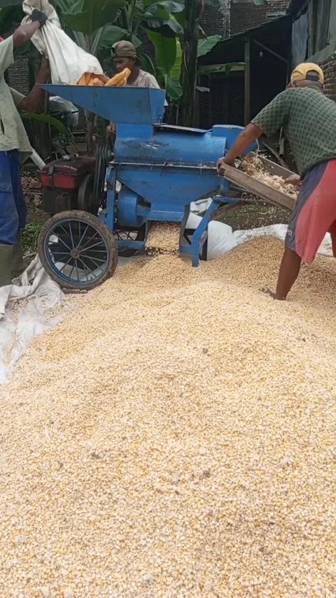 Corn for birds Video stock 220338225