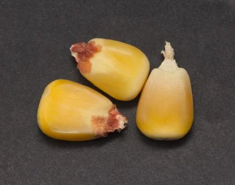 Corn on a black background. macro Stock Photos